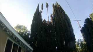 Trimming Italian Cypress Trees [upl. by Hillinck819]