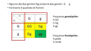 Genetica 2 Esercizi sulle leggi di Mendel [upl. by Tomaso]