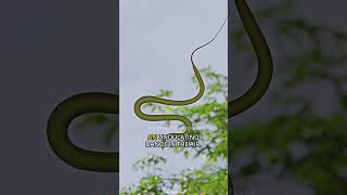 Flying Snakes  The Aerial Acrobats of the Reptile World shorts [upl. by Sekoorb]