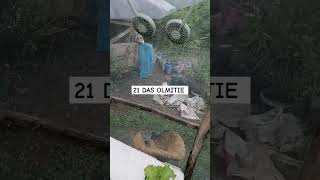 checkout my Hydroponically grown lettuce hydroponics kratkymethod lettuce thanksforwatching [upl. by Norbie196]