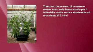 Nutriculture Amazon sistema aeroponico Istruzioni da wwwidroponicait GROW SHOP [upl. by Nina]