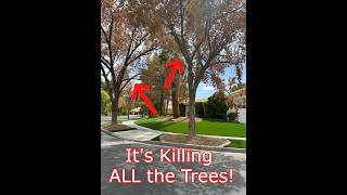 Artificial Turf is so hot it kills 80 of trees in less than 9 Months [upl. by Weeks]