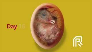 Embryonic development of the chicken [upl. by Schlessinger]