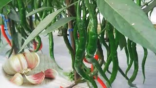 Natural and free pesticides for chilli plants  Garlic and dupont lannate pesticides [upl. by Adolfo827]