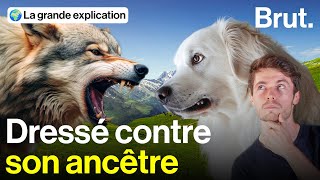 Face aux loups ces chiens fontils le poids [upl. by Attenyl]