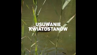 Usuwanie kwiatostanów  Odkrywamy Sekrety Ogrodników [upl. by Ahusoj]