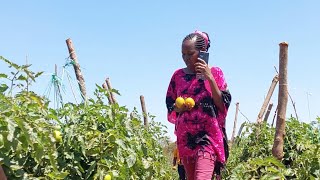 Tomato farming tips and guide from one of the best [upl. by Senaj]