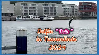 Delfin quotDellequot in Travemünde 2024 [upl. by Eidnac401]