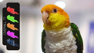 White Bellied Caique The Best Pet Parrot [upl. by Suryc292]