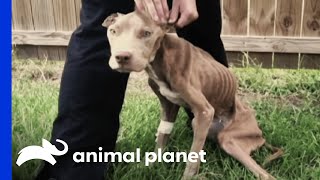 Frank Rescues a Pitbull Named Juice  Pit Bulls amp Parolees  Animal Planet [upl. by Aindrea]