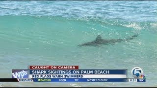 Sharks spotted migrating along Palm Beach coast [upl. by Reiser940]