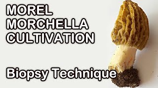 Morel Morchella Cultivation Sample Collecting  Grow Mushrooms At Home [upl. by Windzer]