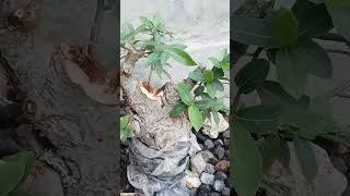 Ficus Racemosa Berproses bonsai bonsaitree viralshort pengikut [upl. by Christianity]