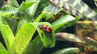 Oophaga´s im Froschkeller  Oophagas in the frog cellar [upl. by Nnaeilsel]