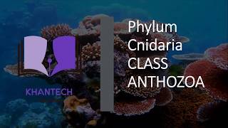 Class Anthozoa  Classification of Phylum Cnidaria [upl. by Anegal]