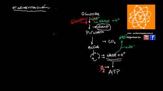Fermentación [upl. by Yetac630]