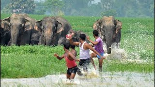 Elephant attacking humans  Wild elephant vs humans  Man vs wild  Wild elephant attack 2024 [upl. by Einobe618]