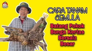 CARA TRIM amp TANAM SEMULA BATANG POKOK BUNGA KERTAS BERSAIZ BESAR [upl. by Atok]