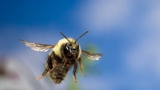 How to make a bumblebee nest box [upl. by Liebman]