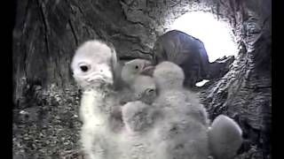 Kestrels in Their Nest Box  Discover Wildlife  Robert E Fuller [upl. by Vassaux]