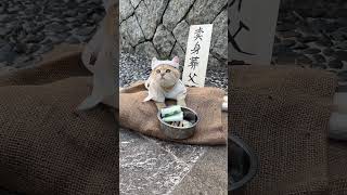 小女卖身葬父太惨了 萌宠出道计划 后宫猫甄嬛传萌宠版甄嬛传 猫猫有自己的黛玉 [upl. by Hofstetter]