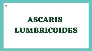 Ascaris lumbricoides microbiology  Ascaris lumbricoides Lifecycle  Ascariasis  Round Worm [upl. by Curr]