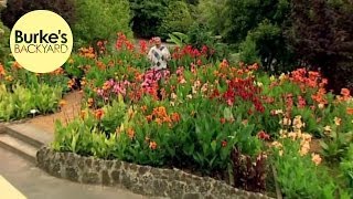 Burkes Backyard Canna Lilies [upl. by Anailuy]