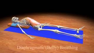 Diaphragmatic Belly Breathing [upl. by Ahsina]