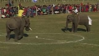 Gajah Bermain Sepak Bola di Nepal [upl. by Harwin]