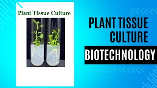 plant tissue culture steps types callus cell suspension meristem anthar protoplast class [upl. by Lepine]