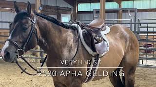 Verylilrisk 2020 Dun APHA Gelding English [upl. by Allbee860]