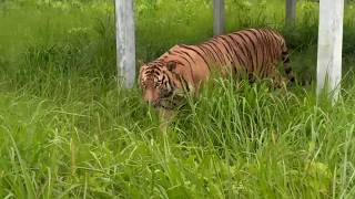 Bangabandhu Safari Park Gazipur Bus Riding [upl. by Gallager]