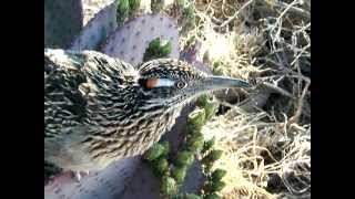 Hand Feeding a Roadrunnernewly hatched chicks to see too [upl. by Olatha]