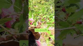 MULBERRY PLANT WITH FRUITS shorts gardening tips telugu [upl. by Culver]