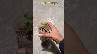 Growing papaya plant from papaya seed shorts trending How to grow papaya plant fruits seed grow [upl. by Ysirhc81]