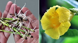 EASIEST Way to GROW Allamanda from Cuttings [upl. by Claiborne]