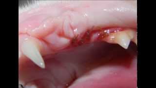 Feline Tooth Resorption [upl. by Nevil]