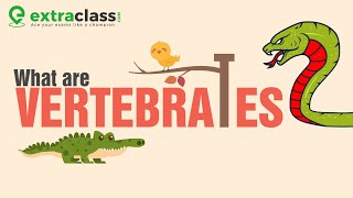 What are vertebrates   Biology  Extraclasscom [upl. by Accissej]