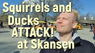 Squirrels and Ducks Attack at The Skansen OpenAir Museum [upl. by Damalis734]