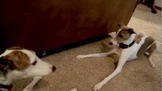 Greyhound Whippet Italian Greyhounds [upl. by Riancho]