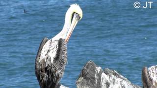 PELICANO Pelecanus thagus [upl. by Jessa]