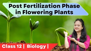 Post Fertilization Phase in Flowering Plants Endosperm and Embryo  Class 12  Biology [upl. by Adaiha498]