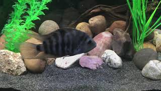 convict cichlid tank set up and all about [upl. by Enybor911]