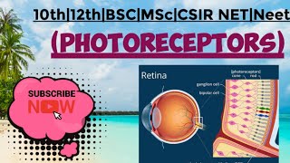 Photoreceptors  MSc zoology 4 th sem Hindi notes [upl. by Hofstetter]