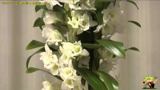 orchidee dendrobium [upl. by Freddy]