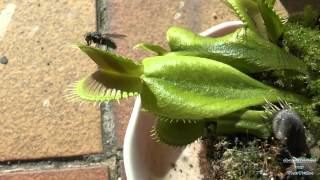 Venus Fly Trap catching a fly  Venusfliegenfalle fängt eine Fliege [upl. by Annoyek]