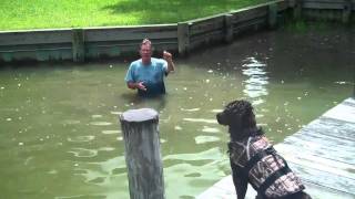 Training Gracie the Boykin Spaniel to Dock Jump [upl. by Demmahum133]