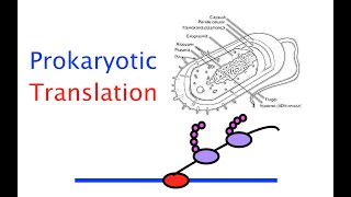 Prokaryotic Translation 49 [upl. by Matty]