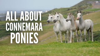 Connemara Ponies – Everything You Need to Know [upl. by Arlo]