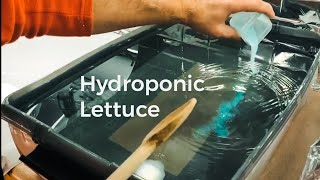 Hydroponic Lettuce and Nutrients [upl. by Rosette381]